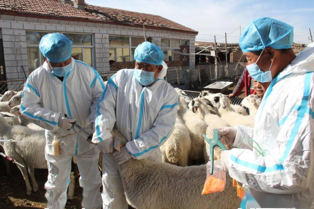 有国家规定的动物疫病净化制度_动物疫病疫情管理工作制度_石榴疫情疫病控制措施