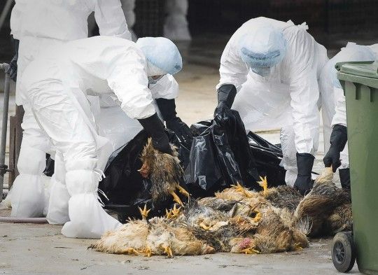 专家称新冠疫情阻止了流感传播_禽流感新疫情_流感2016疫情