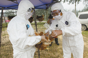 莱州市发现1例h7n9流感病例_h7n9流感_再发禽流感h7n9疫情