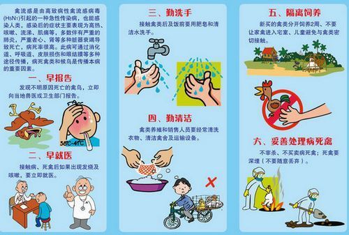 甲型h7n9流感的死亡率_2013年4月 上海爆发了甲型h7n9流感_甲型h7n9流感疫情